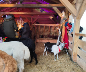 Musisz to zobaczyć! Wyjątkowa żywa szopka w Krakowie przyciąga tłumy