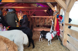 Musisz to zobaczyć! Wyjątkowa żywa szopka w Krakowie przyciąga tłumy