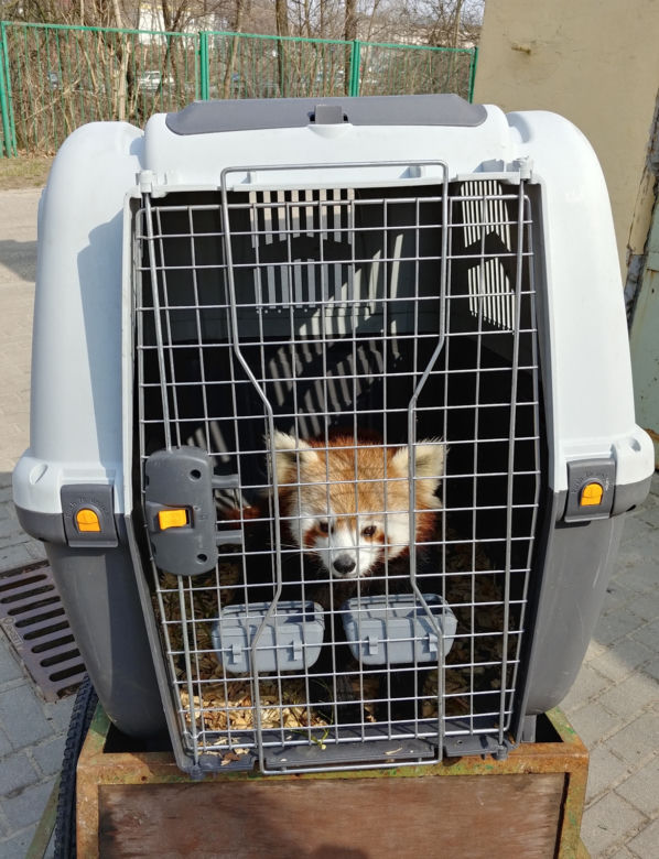 Panda