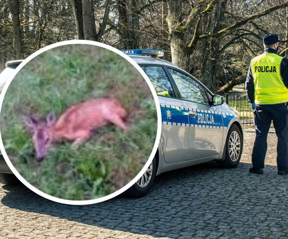 Psy rzuciły się na małą sarenkę! Interweniowała policja z Grudziądza