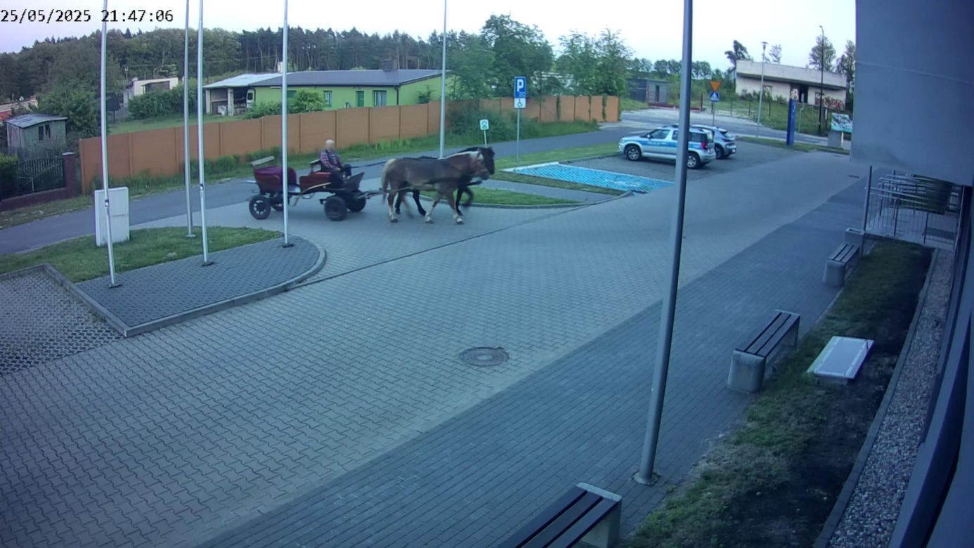 Poddębice. Wóz konny na parkingu komendy. Kierowca nietrzeźwy i z dożywotnim zakazem [ZDJĘCIA]. 