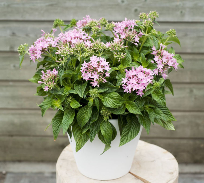 Pentas