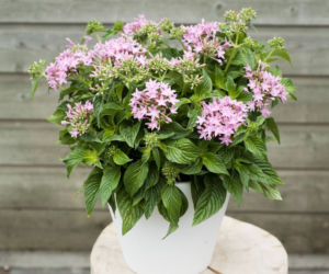 Pentas