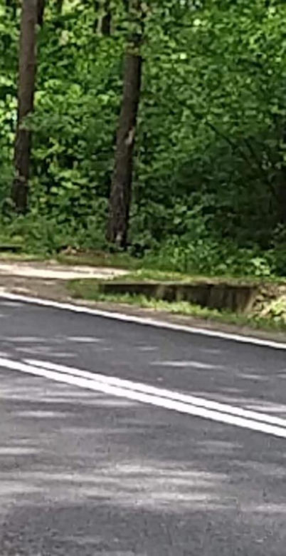 Podkarpackie. Suczka czuwała nad ciałami szczeniąt
