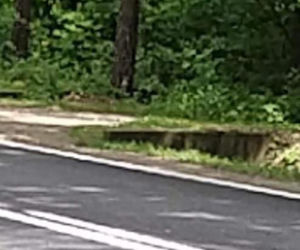 Podkarpackie. Suczka czuwała nad ciałami szczeniąt