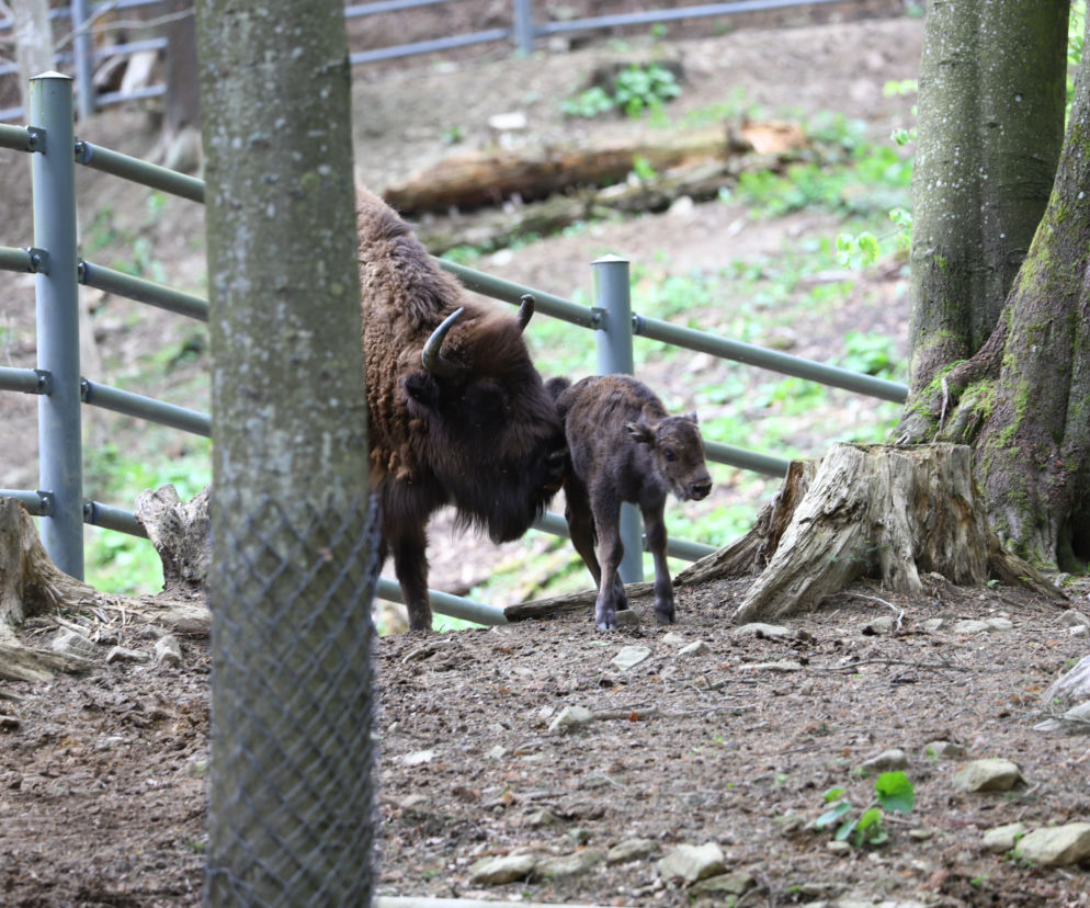 Bieszczady. W Mucznem można już oglądać małe żubry. Szukają dla nich imion!