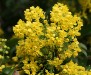 Mahonia pospolita
