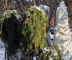 Jak skutecznie ochronić rośliny przed mrozem? Oto sprawdzone sposoby 