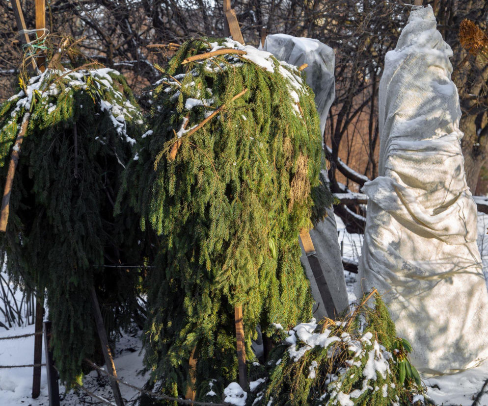 Zimowe osłony roślin