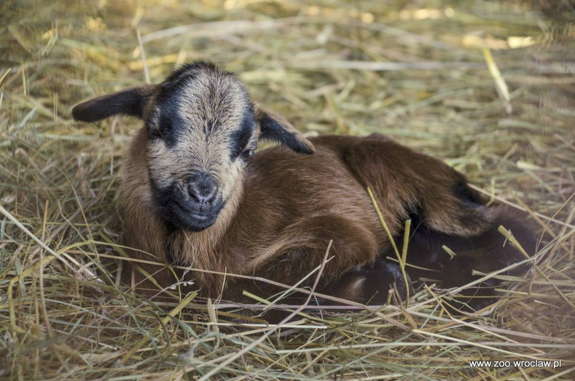Małe kózki we wrocławskim zoo