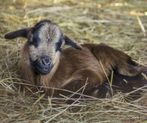 Małe kózki we wrocławskim zoo