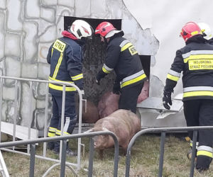 Wypadek ciężarówki przewożącej świnie w Wierzbicy koło Serocka