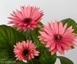 Gerbera