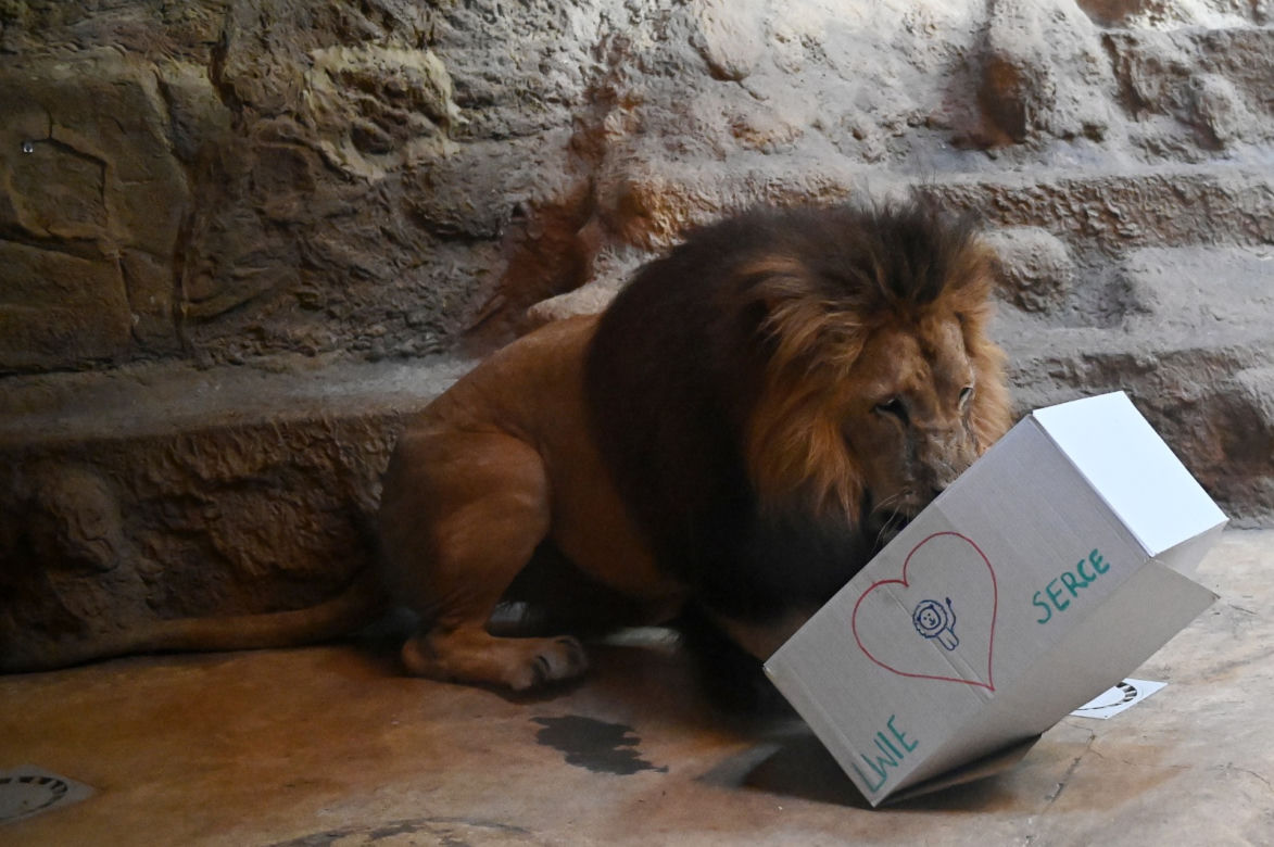 Dzień lwa w zoo