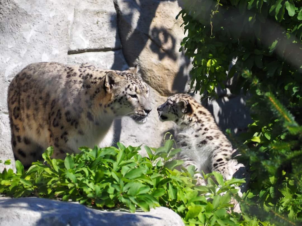 Szok w zoo. Pantera śnieżna padła na COVID. Jak to możliwe?