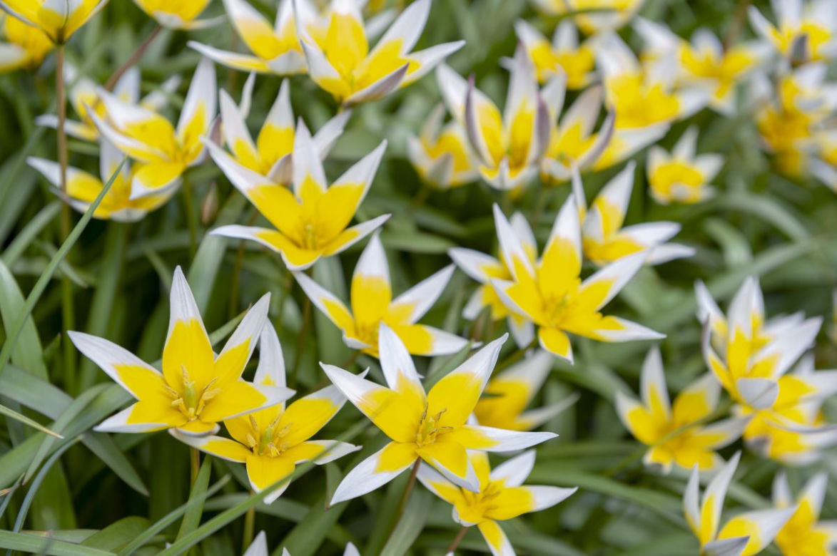 Tulipan Tarda