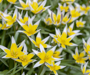 Tulipan Tarda