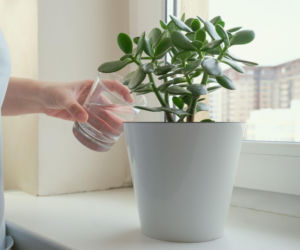 Jak podlewać drzewko szczęścia, by rosło bujnie i zdrowo? 