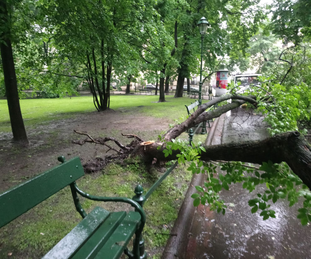 Nawałnica nad Krakowem. Powyrywane drzewa na Plantach