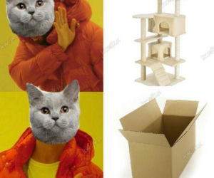 Mruczysz ze śmiechu? Najlepsze memy na Dzień Kota