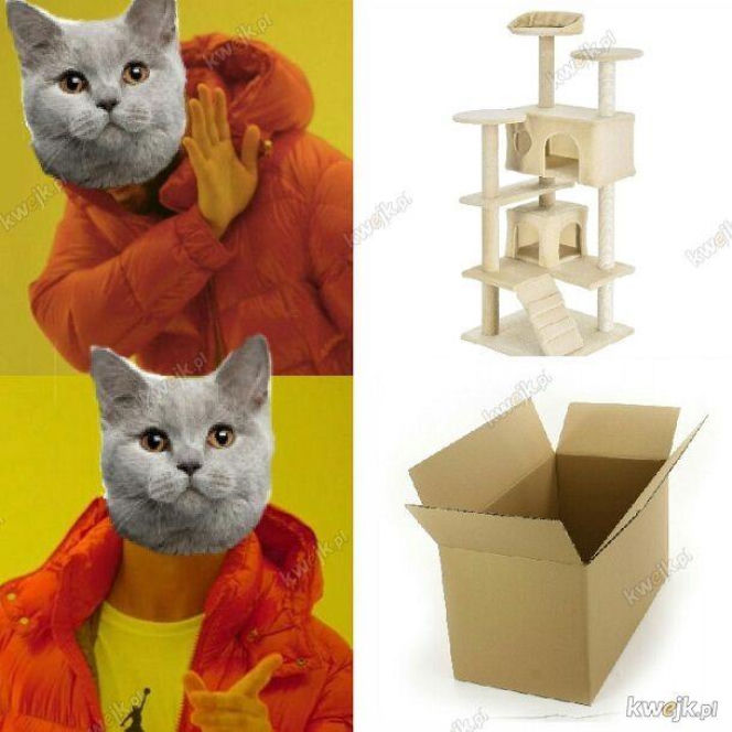 Mruczysz ze śmiechu? Najlepsze memy na Dzień Kota