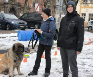 Spacer z pieskami w Lesznie