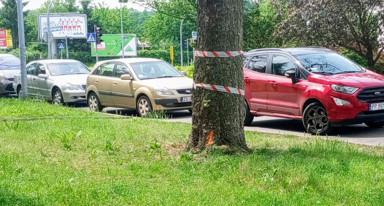 Okazałe drzewa na Turzynie poszły pod topór