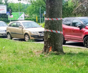 Okazałe drzewa na Turzynie poszły pod topór
