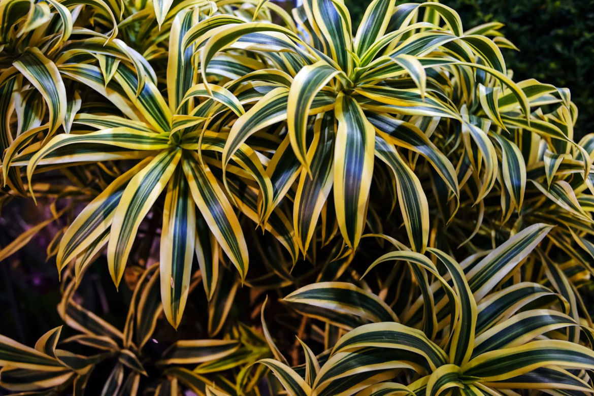 Dracena odwrócona