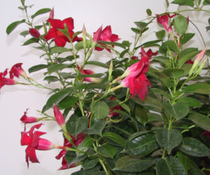 Dipladenia