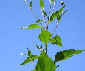 Topinambur (słonecznik bulwiasty)