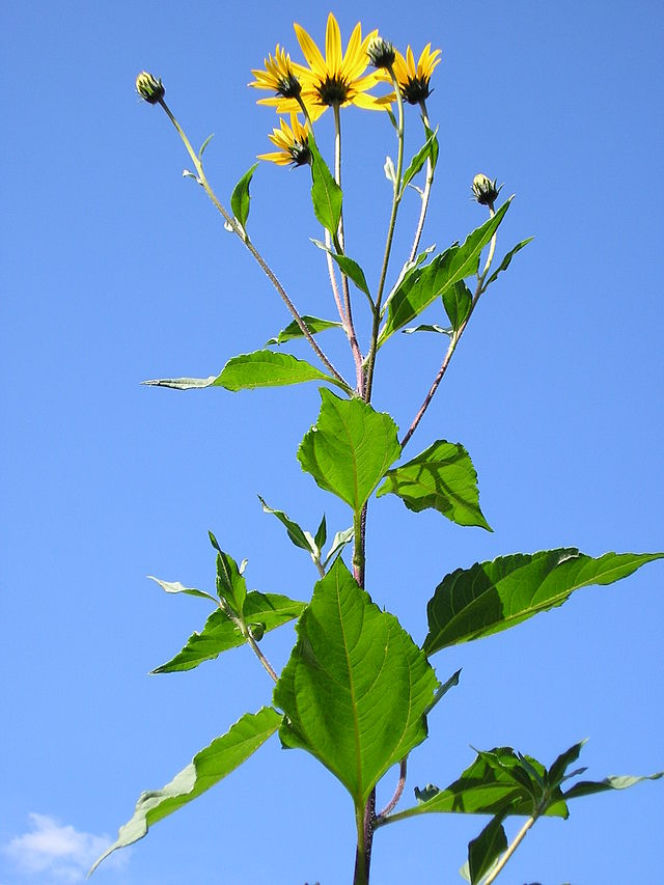 Topinambur (słonecznik bulwiasty)