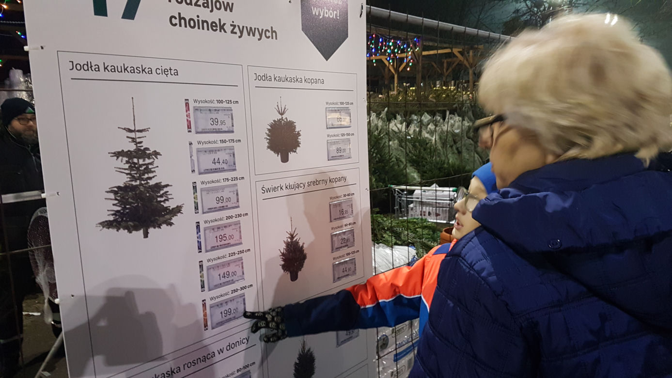 Gdzie kupić choinkę w Toruniu?
