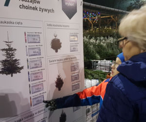 Gdzie kupić choinkę w Toruniu?