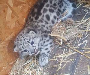 Kolejne narodziny w warszawskim zoo