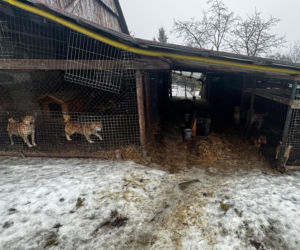 Trzymała 149 psów w skandalicznych warunkach. 67-latka usłyszała zarzuty znęcania się nad zwierzętami