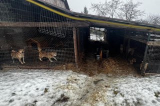 Trzymała 149 psów w skandalicznych warunkach. 67-latka usłyszała zarzuty znęcania się nad zwierzętami