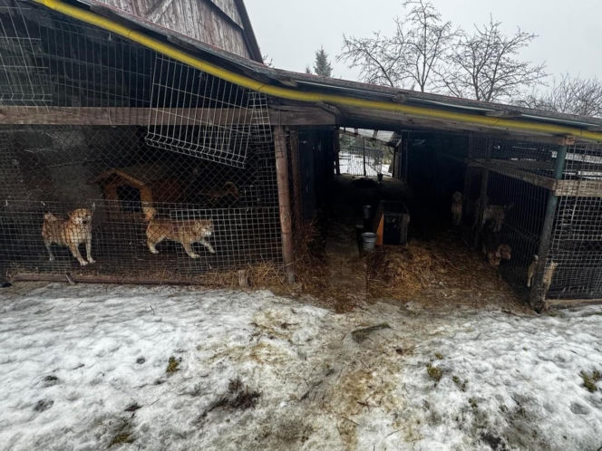Trzymała 149 psów w skandalicznych warunkach. 67-latka usłyszała zarzuty znęcania się nad zwierzętami