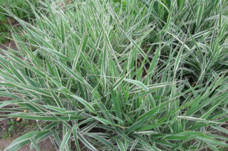 Mozga trzcinowata 'Picta' - Phalaris arundinacea 'Picta'
