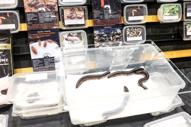 Targi egzotyki w Katowicach