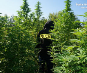 Prawie 300 krzewów, z których powstałoby aż 100 tysięcy porcji marihuany! Plantacja zlikwidowana [ZDJĘCIA]