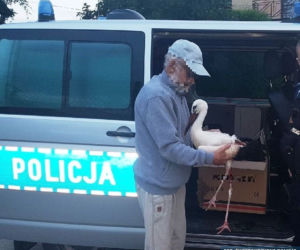 Imielno: Ranny bocian błąkał się po wsi. Interweniowała policja! 