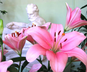 Lilia 'Brindisi' 