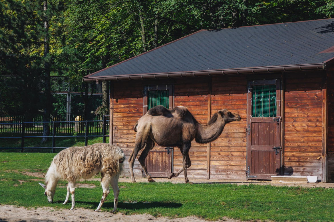 Najlepsze ogrody zoologiczne w Polsce [ZDJĘCIA]