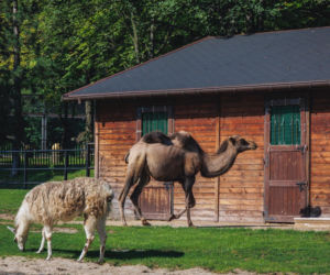 Najlepsze ogrody zoologiczne w Polsce [ZDJĘCIA]