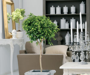 Ficus Benjamina