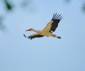 Bociani fotoreportaż. Udokumentowano drogę ptaków do Afryki. 