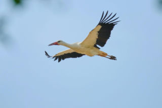 Bociani fotoreportaż. Udokumentowano drogę ptaków do Afryki. 