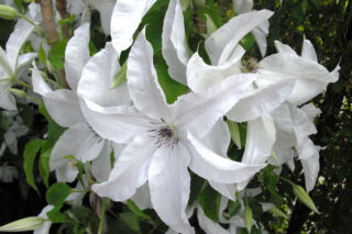 Powojnik wielkokwiatowy 'Beautiful Bride'PBR - Clematis 'Beautiful Bride'PBR
