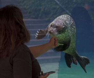 We wrocławskim zoo urodziły się dwie foki pospolite
